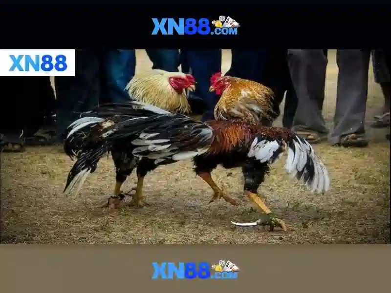 Nguồn gốc và sứ mệnh của xn88. com