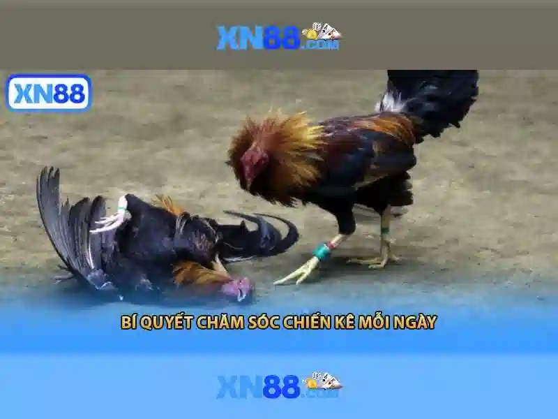 xn88: Nền tảng giải trí và cộng đồng người chơi 1 Đăng Nhập