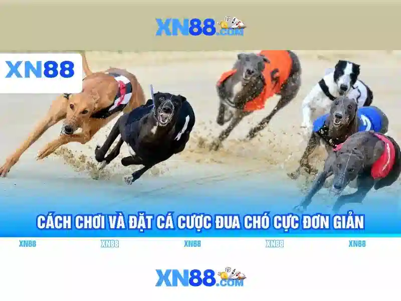 Các tính năng nổi bật của xn88