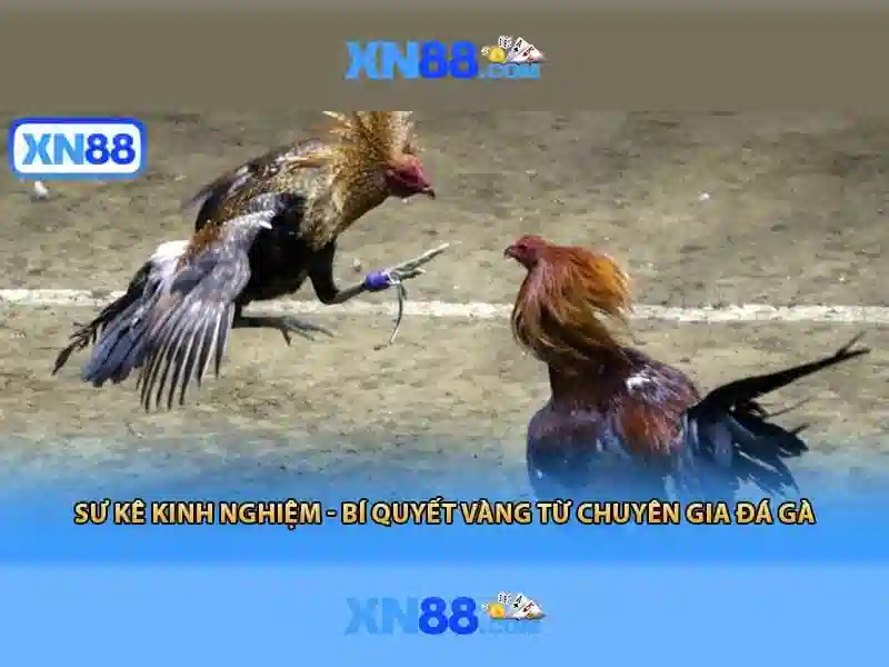 XN88 là gì và những đặc điểm nổi bật Soi kèo hiệp 1