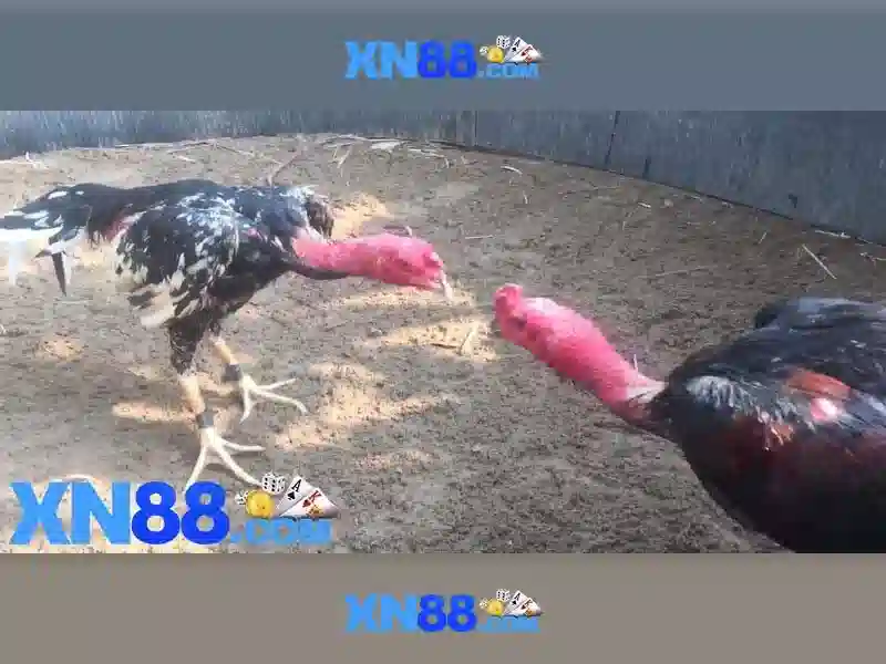 An toàn và trách nhiệm khi tham gia xn88