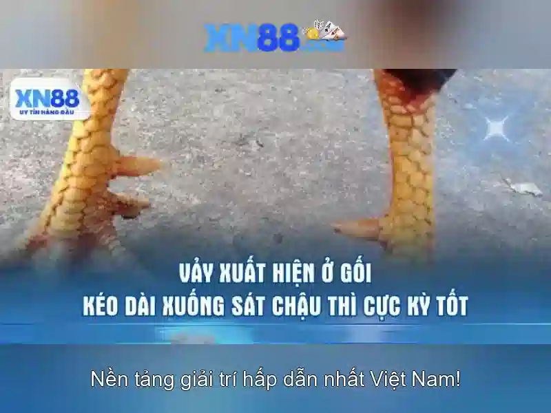 Đặc điểm nổi bật của xn88\n\n<h>An toàn và cấp phép</h>\n<p>Kiểm tra tính hợp pháp và cấp phép là một phần quan trọng. xn88 thường công bố thông tin về giấy phép vận hành và các chứng nhận bảo mật, giúp người chơi yên tâm khi tham gia. Bạn nên xem điều khoản sử dụng, phạm vi chịu trách nhiệm và các yêu cầu xác thực danh tính để đảm bảo an toàn tài khoản.</p>\n\n<h>Hướng dẫn đăng ký và chơi</h>\n<p>Đăng ký trên xn88 thường nhanh chóng và yêu cầu thông tin cơ bản. Sau khi xác nhận tài khoản, người chơi có thể chọn trò chơi yêu thích, thực hiện nạp tiền và bắt đầu trải nghiệm. Luôn quản lý ngân sách, thiết lập giới hạn và chơi có trách nhiệm để tránh rủi ro tài chính.</p> Đặc điểm nổi bật của xn88\n\n<h>An toàn và cấp phép</h>\n<p>Kiểm tra tính hợp pháp và cấp phép là một phần quan trọng. xn88 thường công bố thông tin về giấy phép vận hành và các chứng nhận bảo mật, giúp người chơi yên tâm khi tham gia. Bạn nên xem điều khoản sử dụng, phạm vi chịu trách nhiệm và các yêu cầu xác thực danh tính để đảm bảo an toàn tài khoản.</p>\n\n<h>Hướng dẫn đăng ký và chơi</h>\n<p>Đăng ký trên xn88 thường nhanh chóng và yêu cầu thông tin cơ bản. Sau khi xác nhận tài khoản, người chơi có thể chọn trò chơi yêu thích, thực hiện nạp tiền và bắt đầu trải nghiệm. Luôn quản lý ngân sách, thiết lập giới hạn và chơi có trách nhiệm để tránh rủi ro tài chính.</p>