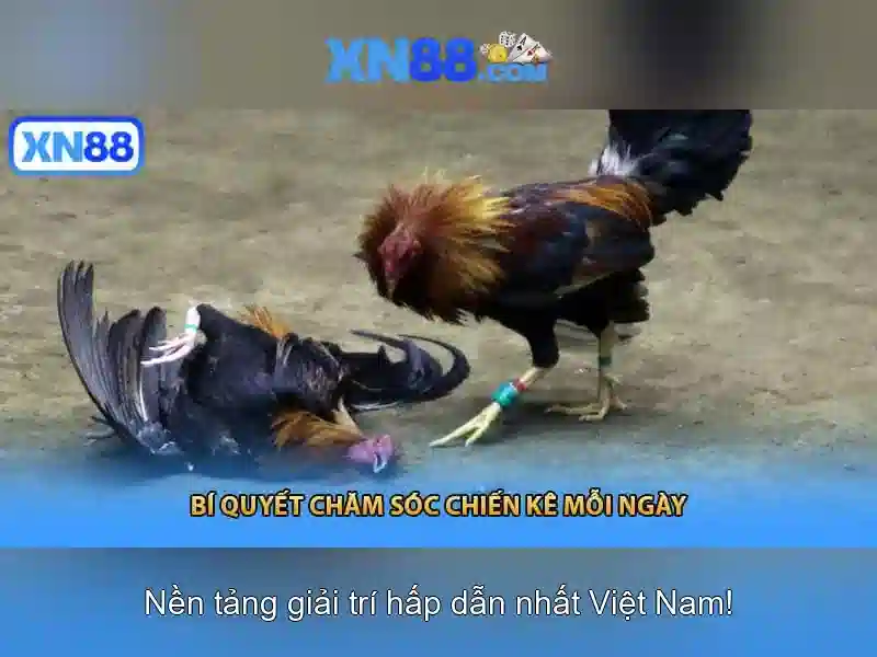 Trải nghiệm người dùng và hỗ trợ